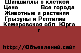 Шиншиллы с клеткой › Цена ­ 8 000 - Все города Животные и растения » Грызуны и Рептилии   . Кемеровская обл.,Юрга г.